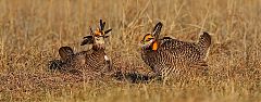 Greater Prairie-Chicken